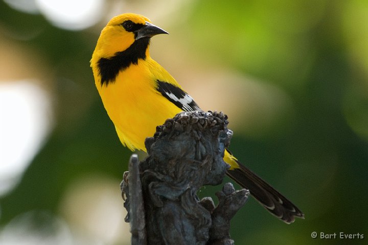 DSC_1200.jpg - Yellow Oriole