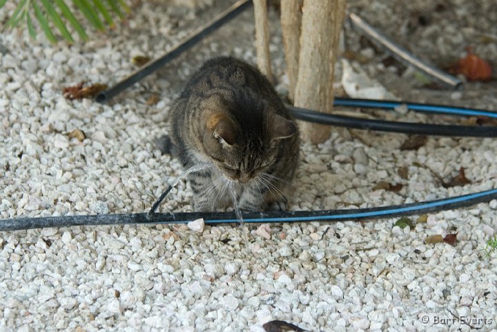 DSC_1021.jpg - Misha is drinking water