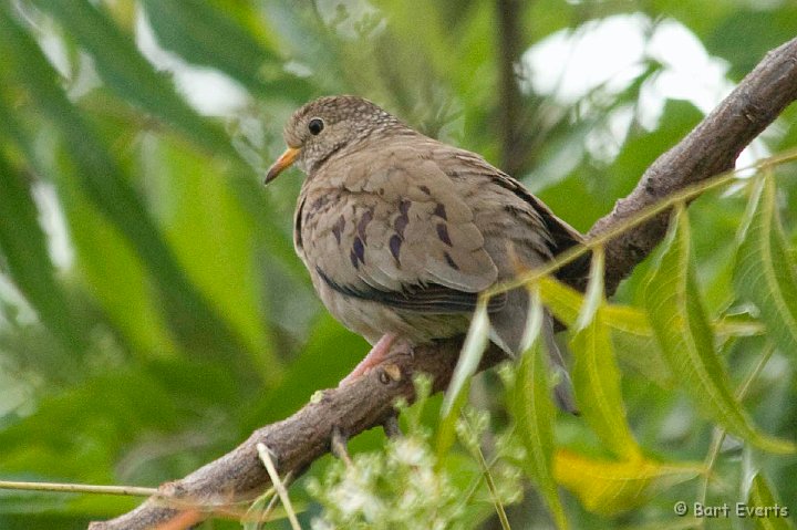 DSC_6036.JPG - Common Ground Dove