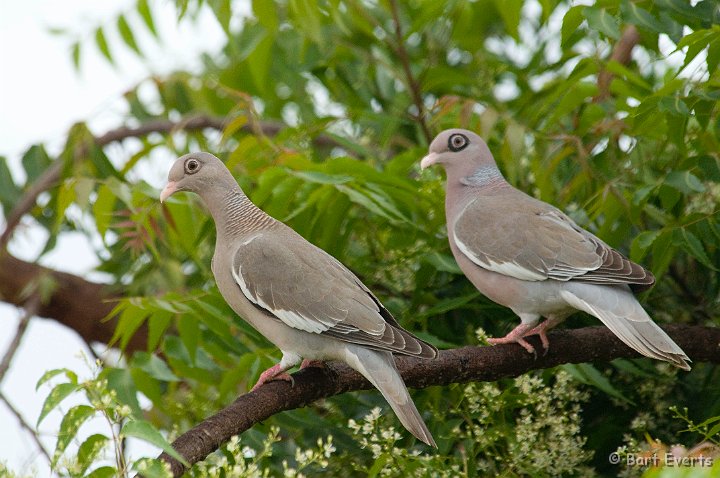 DSC_6043.JPG - Bare-Eyed pigeon