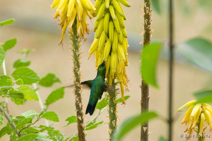 DSC_6057.JPG - Blue-Tailed Emerald