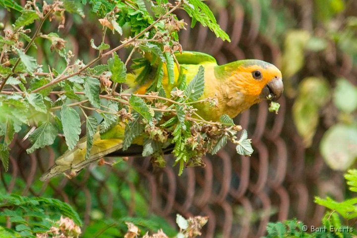 DSC_6061.JPG - Brown-throated parakeet