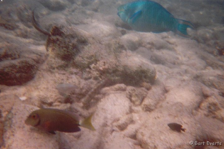 13.jpg - Queen Parrotfish and Coral Surgeonfish