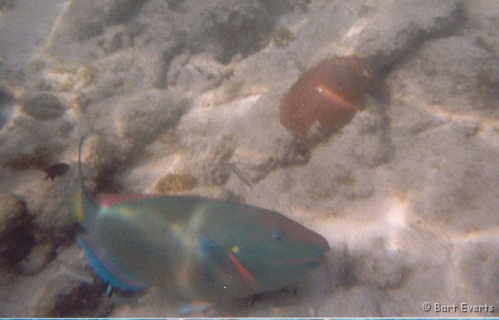 14.jpg - Stoplight parrotfish