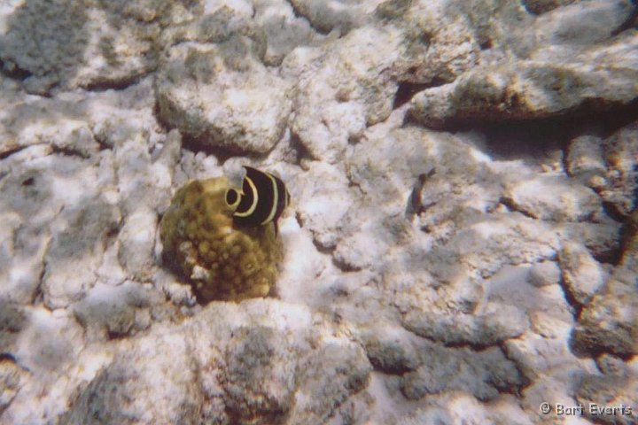 15.jpg - Juvenile French Angelfish