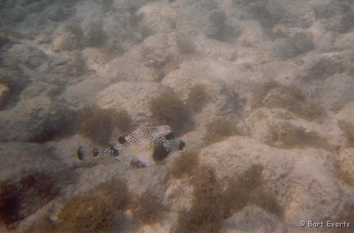 16.jpg - Smooth Trunkfish