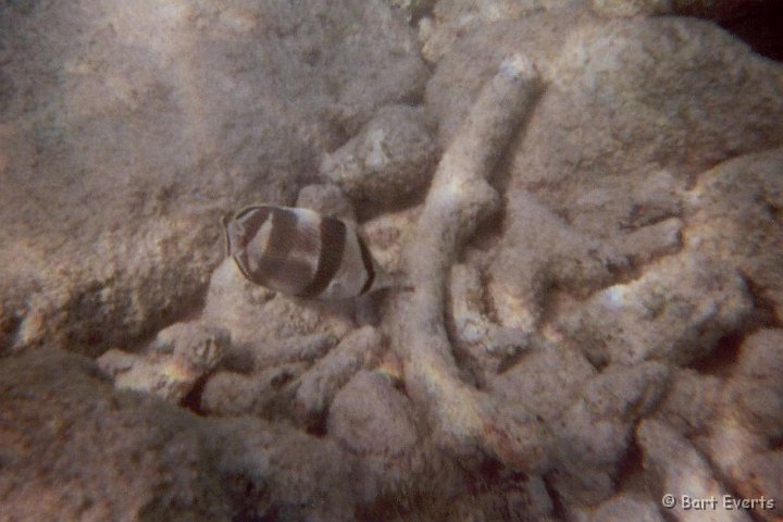 18.jpg - Banded Butterflyfish