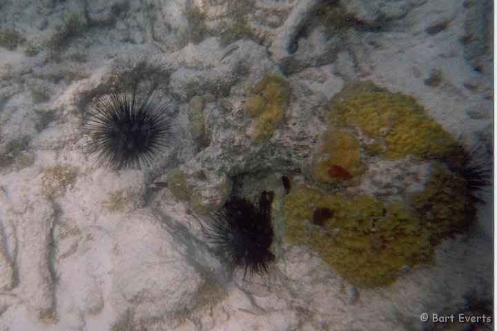 19.jpg - Longspined sea urchin