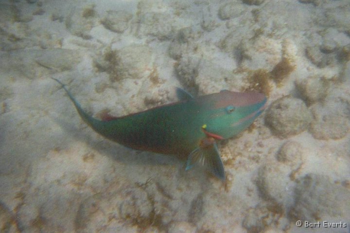 2.jpg - Stoplight parrotfish