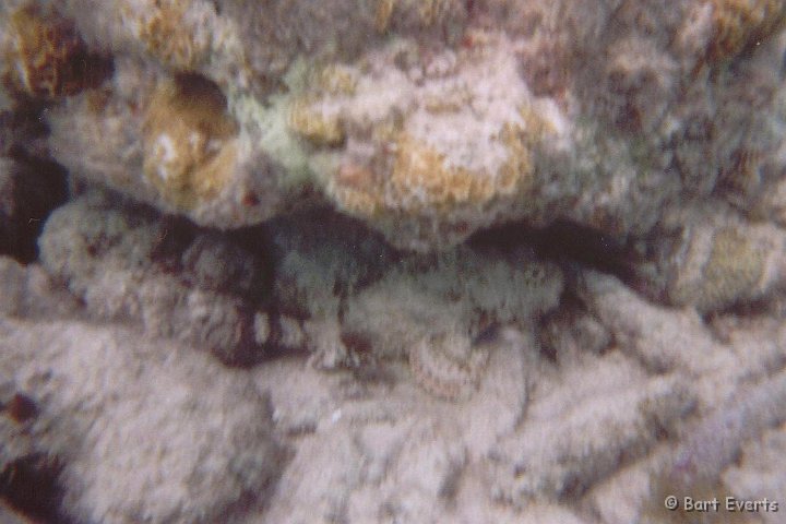 4.jpg - Spotted Scorpionfish