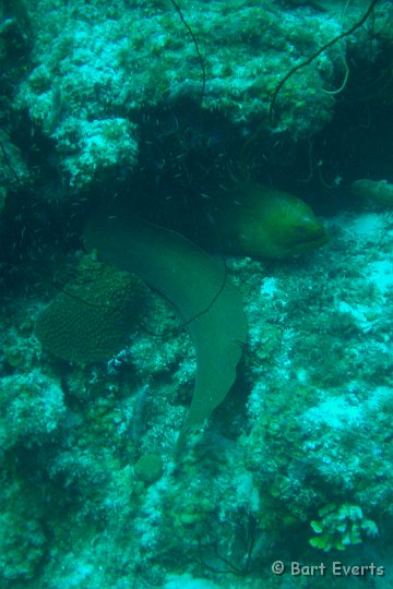 DSC_6061c.jpg - Green Moray