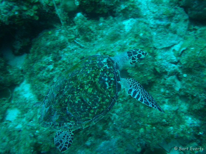 DSC_6061d.jpg - our first Sea-turtle