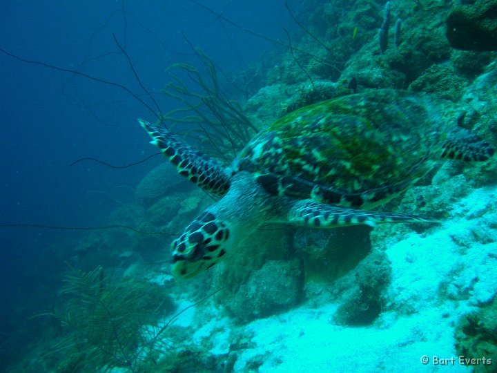DSC_6061e.jpg - Sea Turtle