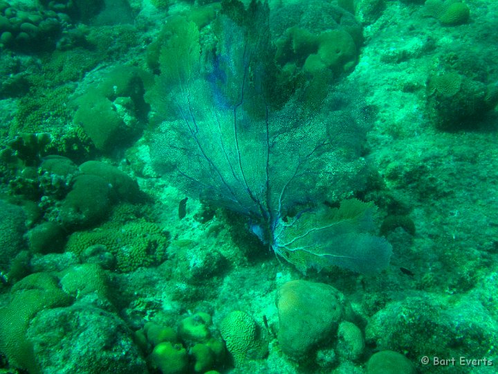 DSC_6061g.jpg - Fan coral