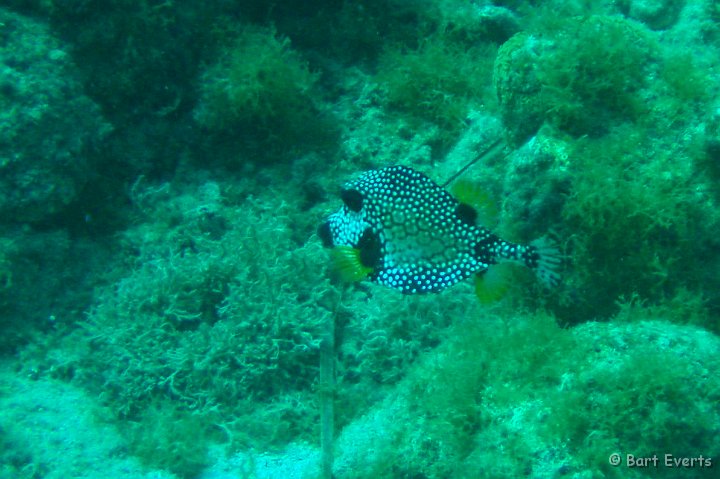 DSC_6061i.jpg - Smooth trunkfish