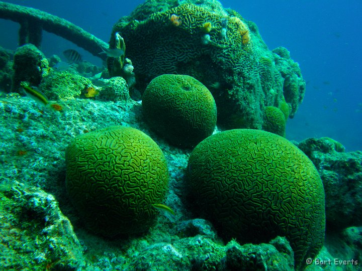 DSC_6061m.jpg - brain-coral