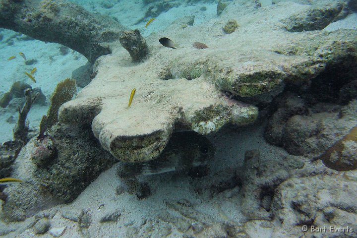 DSC_6061p.jpg - Porcupinefish just under the coral