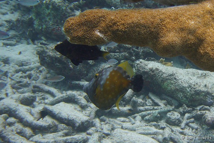 DSC_6061q.jpg - Whitespotted Filefish