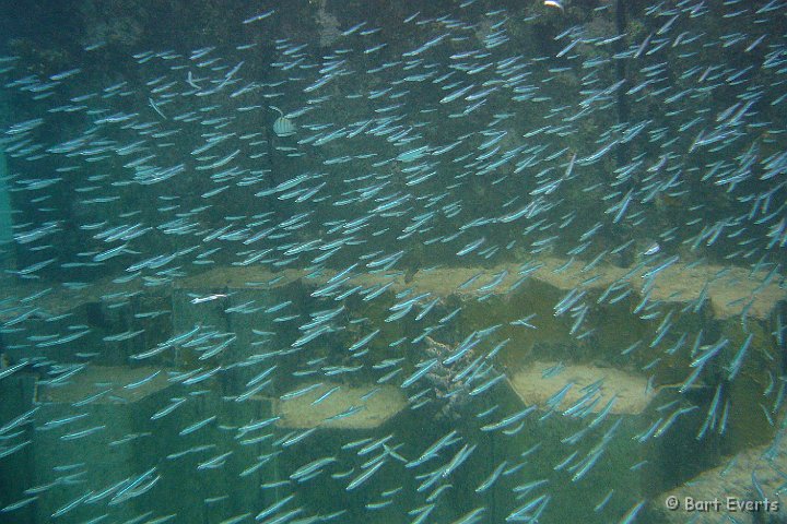 DSC_6061r.jpg - many little fish