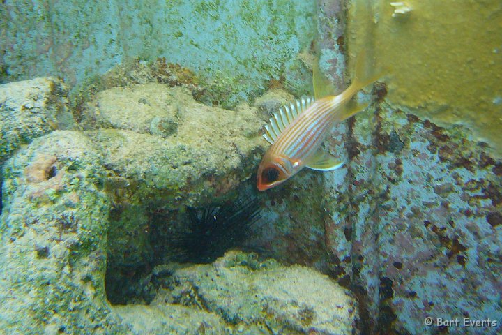 DSC_6061s.jpg - Longspine squirrelfish