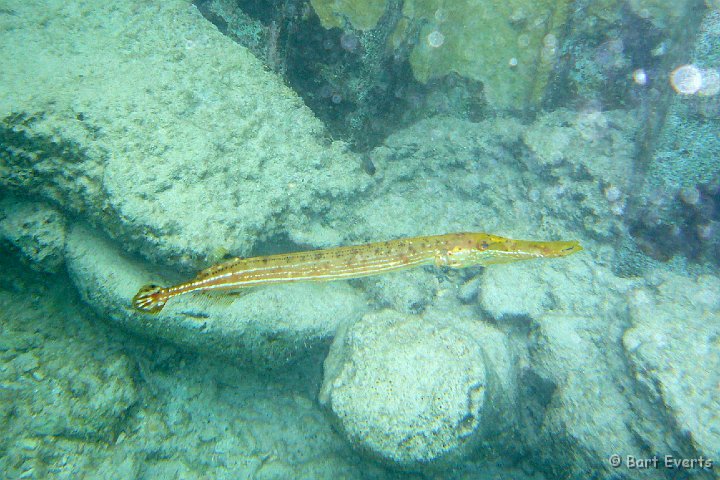 DSC_6061t.jpg - Trumpetfish