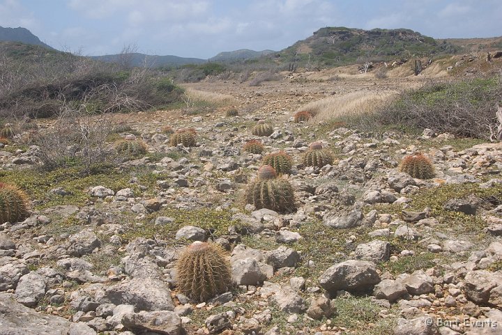 DSC_1133.jpg - Round cactuses