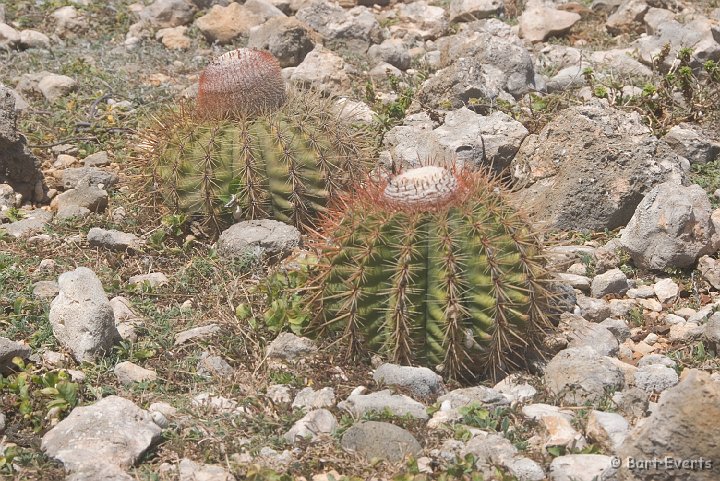 DSC_1134.jpg - Round cactuses