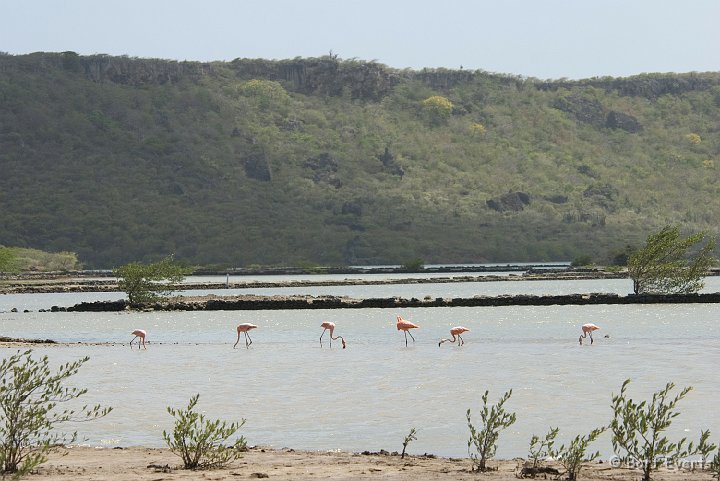 DSC_1170.jpg - Saltpan with pink birds