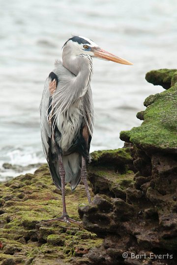 DSC_8354.JPG - Great Blue Heron