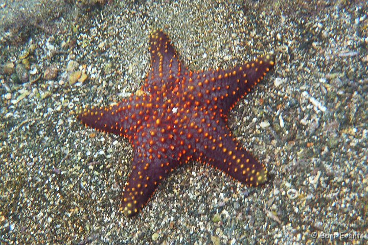 DSC_8377a.jpg - Panama cushion Seastar