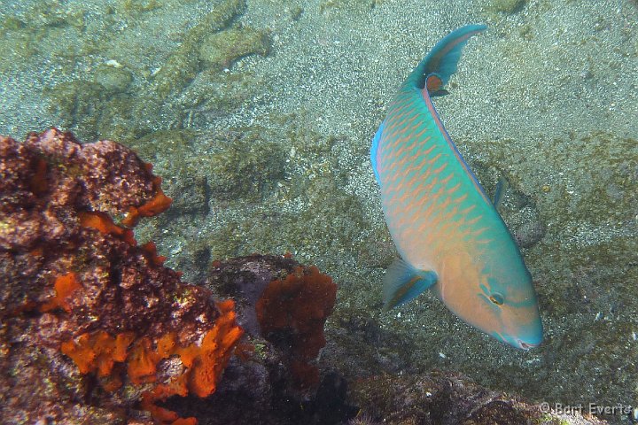 DSC_8377e.jpg - Parrotfish