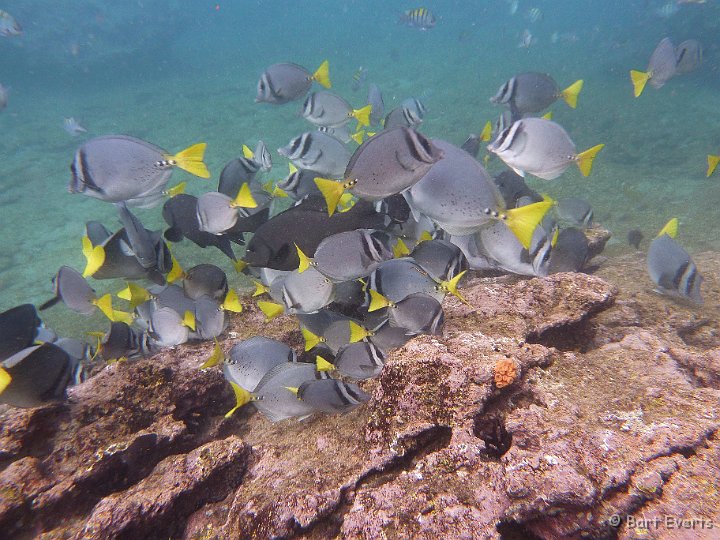 DSC_8377f.jpg - razor surgeonfish