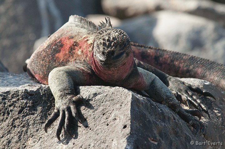 DSC_9036.JPG - An endemic subspecies of marine Iguana: big and with red markings