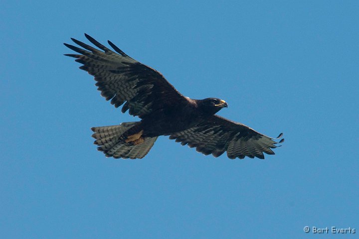 DSC_9061.JPG - Galapagos Hawk