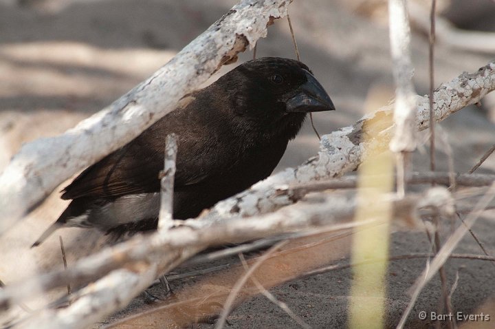 DSC_9074.JPG - Large Cactus Finch