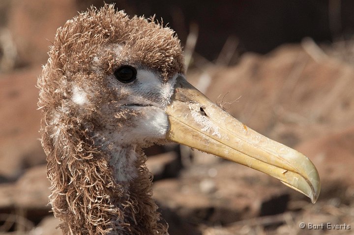 DSC_9087.JPG - Waved Albatross chick