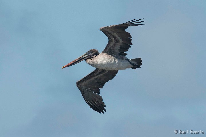 DSC_9122.JPG - Peruvian Pelican