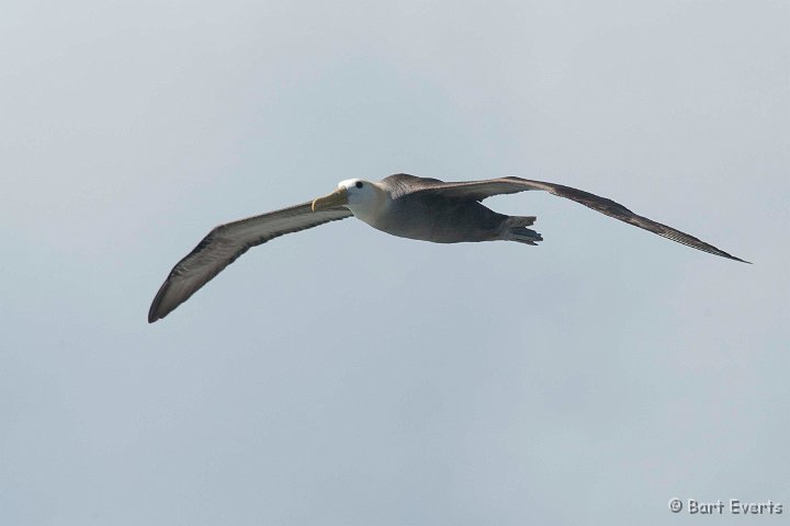 DSC_9160.JPG - flying Waved Albatross