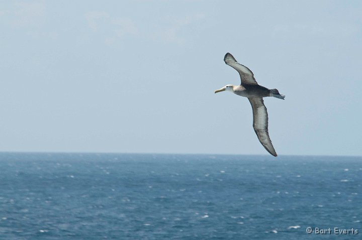 DSC_9181.JPG - flying Waved Albatross