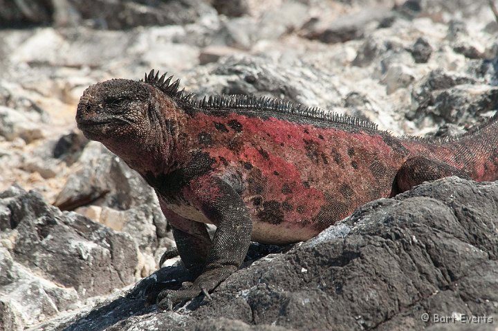 DSC_9206.JPG - big Marine Iguana