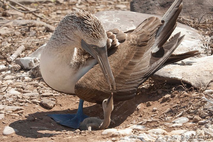 DSC_9212.JPG - feeding Blue-footed Booby