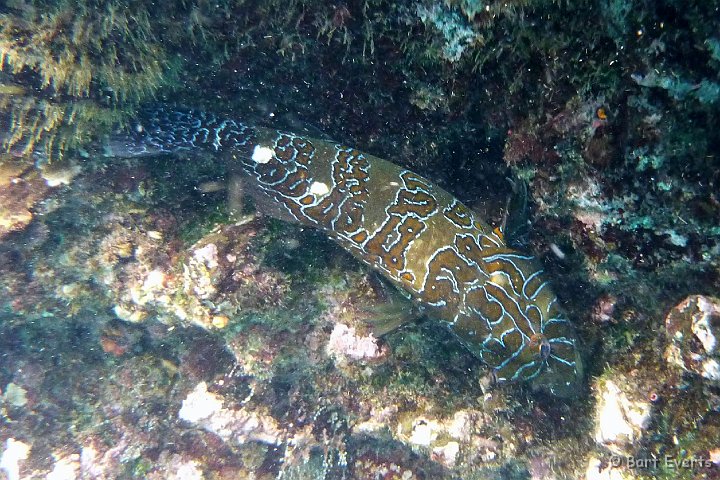 DSC_9217j.jpg - Giant Hawkfish