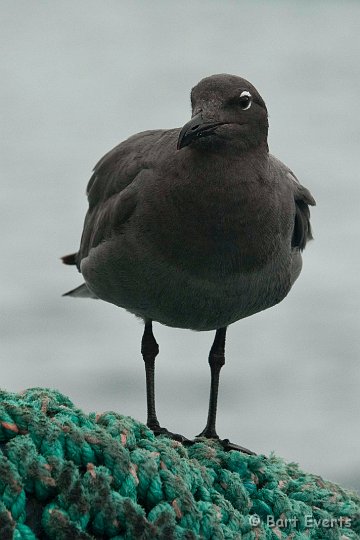 DSC_8412.JPG - Endemic Lava Gull