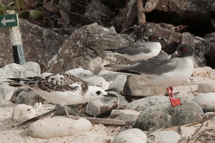 DSC_8422.JPG - Swallow-Tailed Gull