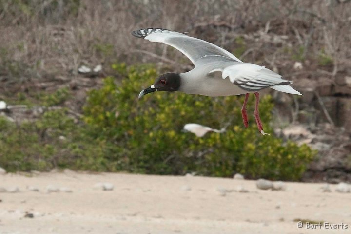 DSC_8429.JPG - Swallow-Tailed Gull