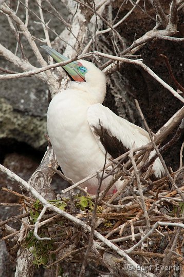 DSC_8441.JPG - 5% of the red-footed boobies are white; like this one