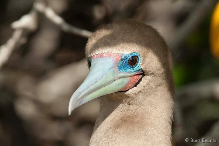 DSC_8466.JPG - closeup red-footed booby