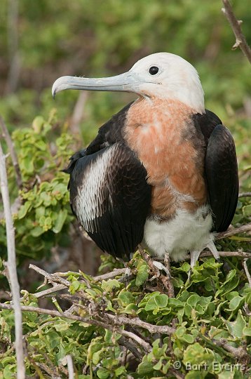 DSC_8488.JPG - Female Great Firgatebird