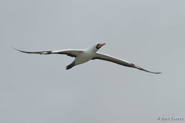 DSC_8498.JPG - Masked Booby