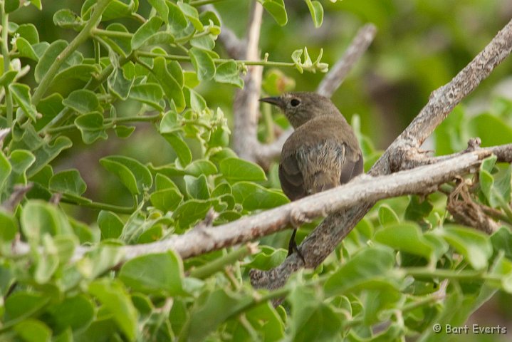 DSC_8503.JPG - Warbler Finch (very narrow beak)